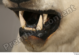Polar bear mouth teeth 0008.jpg